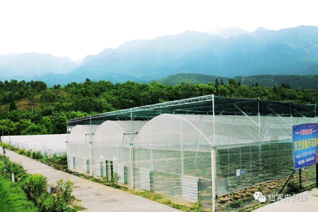 中國靈芝十大品牌|仙客來靈芝|仙客來靈芝破壁孢子粉|仙客來孢子油|仙客來靈芝飲片|仙客來破壁孢子粉|仙客來靈芝中藥飲片|馳名商標(biāo)|arbitrageadvisers.com|