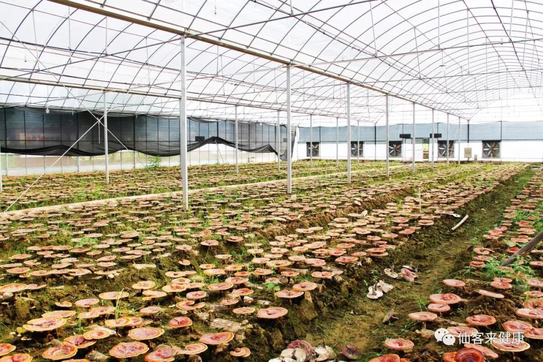 中國靈芝十大品牌|仙客來靈芝|仙客來靈芝破壁孢子粉|仙客來孢子油|仙客來靈芝飲片|仙客來破壁孢子粉|仙客來靈芝中藥飲片|馳名商標(biāo)|arbitrageadvisers.com|