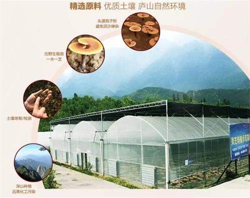 杭州亞運(yùn)會官方靈芝產(chǎn)品供應(yīng)商|杭州亞運(yùn)會官方供應(yīng)商|中國靈芝十大品牌|仙客來靈芝|仙客來靈芝破壁孢子粉|仙客來孢子油|仙客來靈芝飲片|仙客來破壁孢子粉|靈芝孢子油|孢子粉|靈芝破壁孢子粉|靈芝|中華老字號 杭州亞運(yùn)會官方靈芝產(chǎn)品供應(yīng)商|杭州亞運(yùn)會官方供應(yīng)商|中國靈芝十大品牌|仙客來靈芝|仙客來靈芝破壁孢子粉|仙客來孢子油|仙客來靈芝飲片|仙客來破壁孢子粉|靈芝孢子油|孢子粉|靈芝破壁孢子粉|靈芝|中華老字號