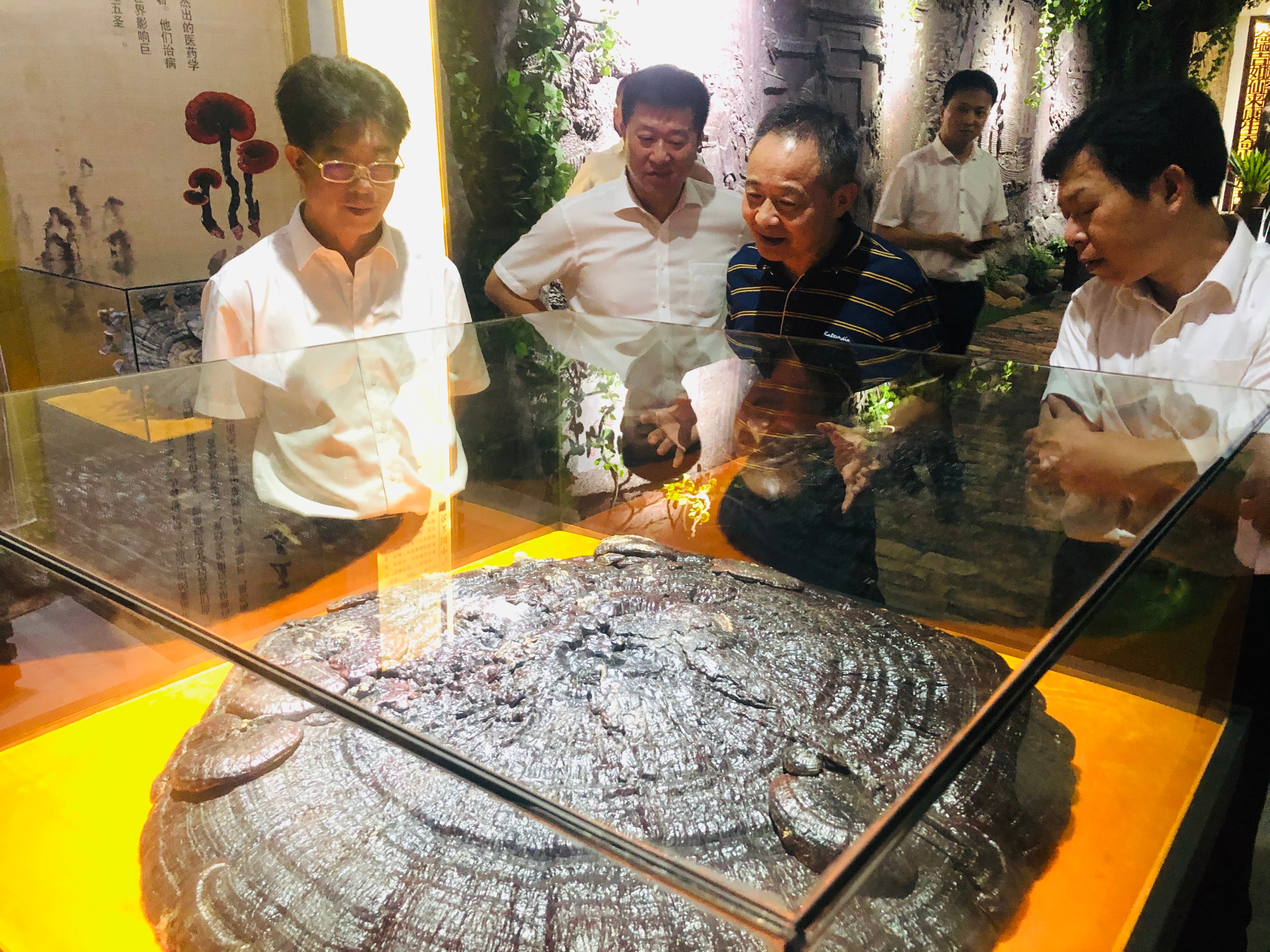 杭州亞運(yùn)會(huì)官方靈芝產(chǎn)品供應(yīng)商|杭州亞運(yùn)會(huì)官方供應(yīng)商|中國(guó)靈芝十大品牌|仙客來靈芝|仙客來靈芝破壁孢子粉|仙客來孢子油|仙客來靈芝飲片|仙客來破壁孢子粉|靈芝孢子油|孢子粉|靈芝破壁孢子粉|靈芝|中華老字號(hào)