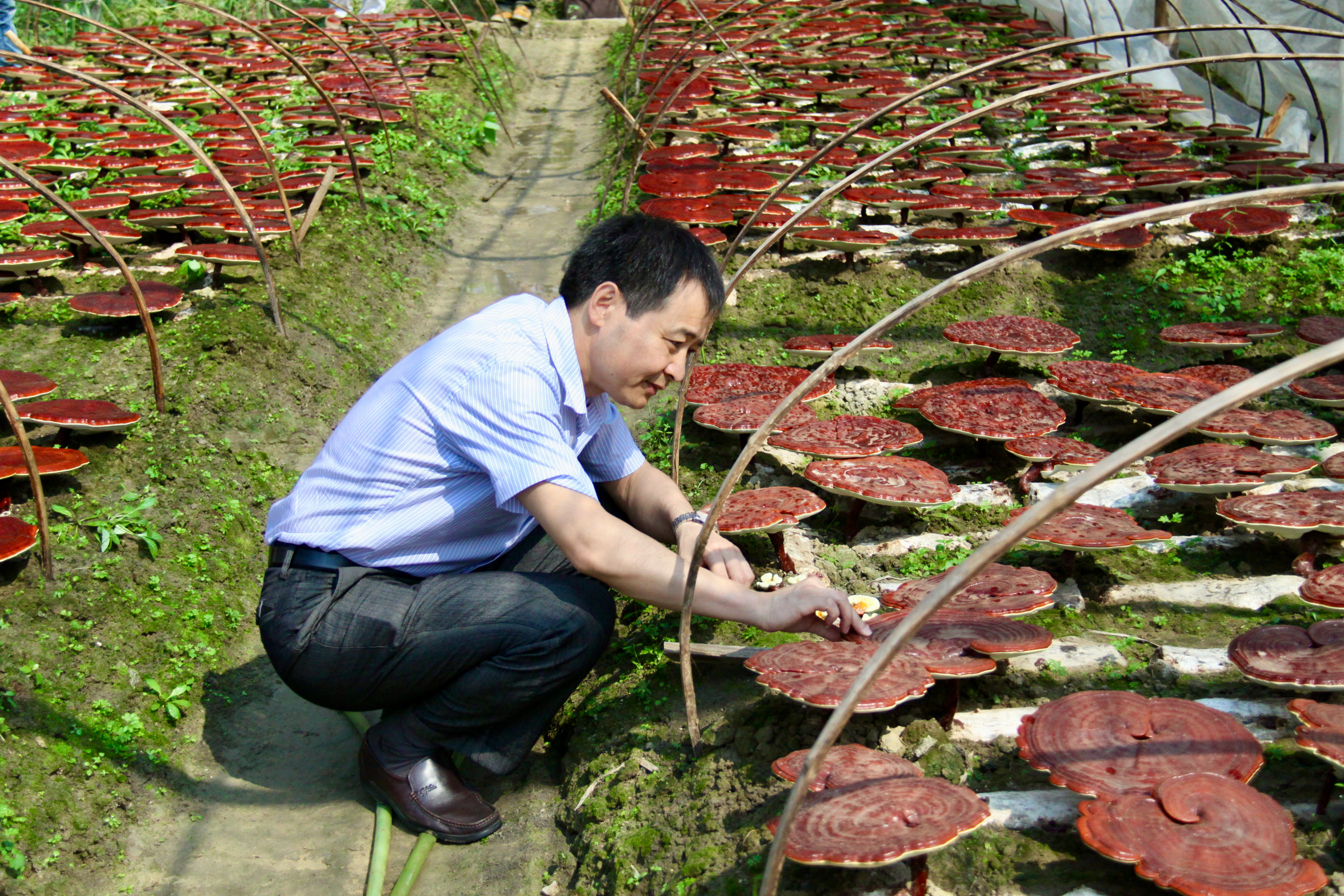 杭州亞運(yùn)會(huì)官方靈芝產(chǎn)品供應(yīng)商|杭州亞運(yùn)會(huì)官方供應(yīng)商|中國(guó)靈芝十大品牌|仙客來(lái)靈芝|仙客來(lái)靈芝破壁孢子粉|仙客來(lái)孢子油|仙客來(lái)靈芝飲片|仙客來(lái)破壁孢子粉|靈芝孢子油|孢子粉|靈芝破壁孢子粉|靈芝|中華老字號(hào)