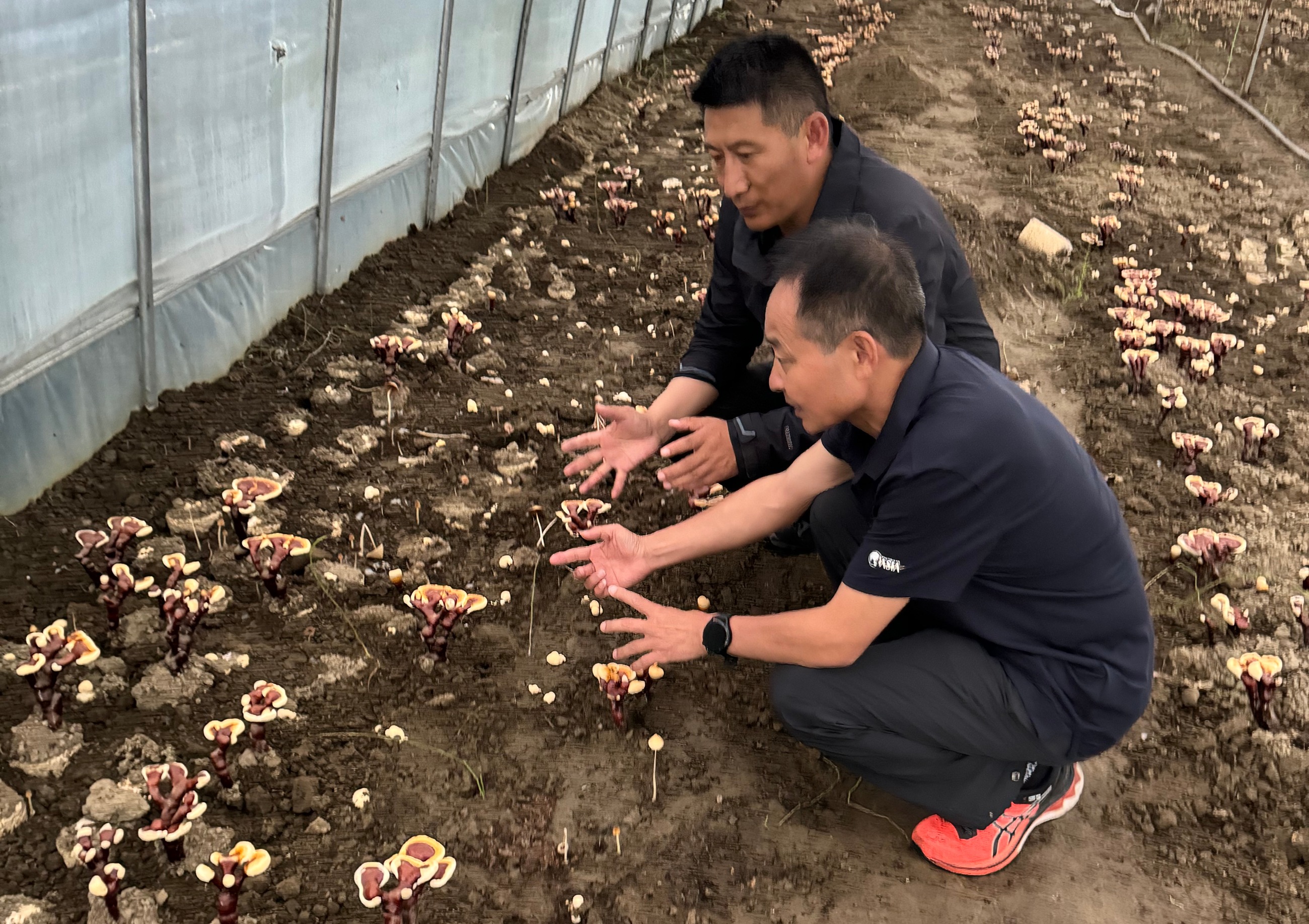杭州亞運會官方靈芝產(chǎn)品供應商|杭州亞運會官方供應商|中國靈芝十大品牌|仙客來靈芝|仙客來靈芝破壁孢子粉|仙客來孢子油|仙客來靈芝飲片|仙客來破壁孢子粉|靈芝孢子油|孢子粉|靈芝破壁孢子粉|靈芝|中華老字號