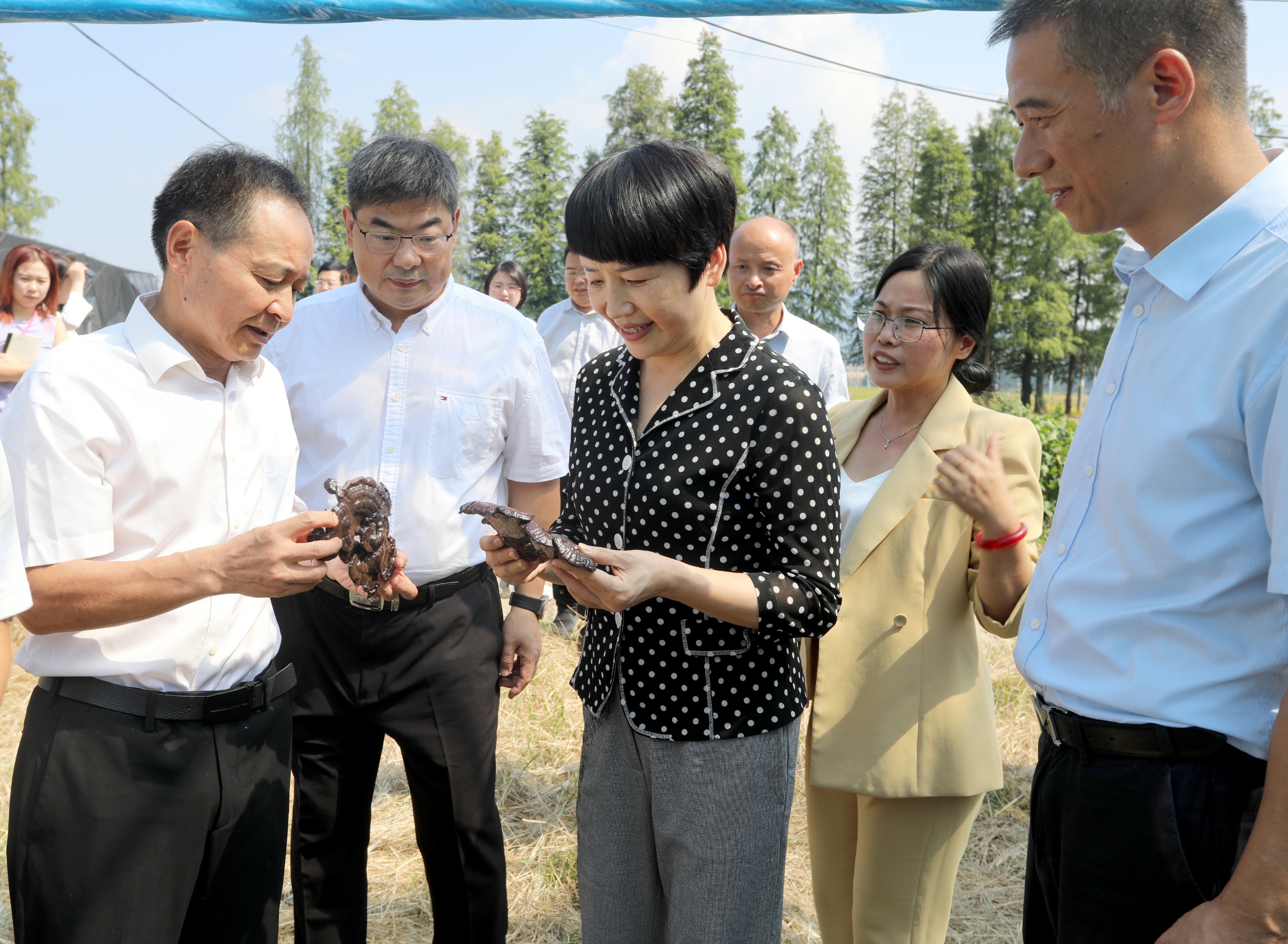 杭州亞運會官方靈芝產品供應商|杭州亞運會官方供應商|中國靈芝十大品牌|仙客來靈芝|仙客來靈芝破壁孢子粉|仙客來孢子油|仙客來靈芝飲片|仙客來破壁孢子粉|靈芝孢子油|孢子粉|靈芝破壁孢子粉|靈芝|中華老字號