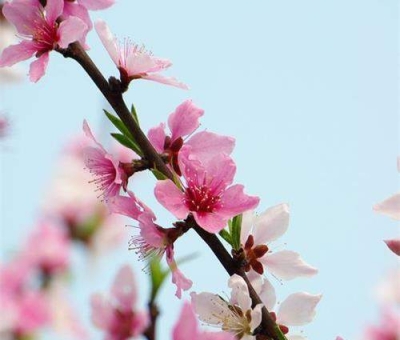 清明小長假謹(jǐn)防疫情！健康長壽請(qǐng)謹(jǐn)記這“三個(gè)字”