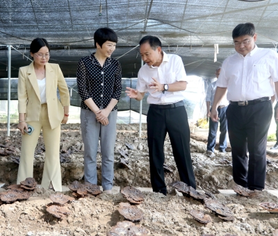 江西省委常委、宣傳部部長盧小青深入廬山市通書院村靈芝基地調(diào)研